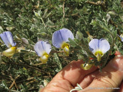 Lotononis sericophylla