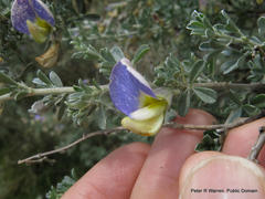 Lotononis sericophylla