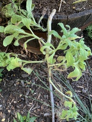Borago