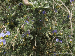 Lotononis sericophylla