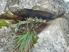 Pellaea calidirupium