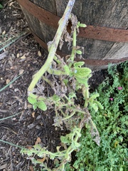 Borago