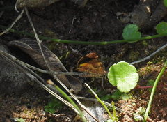 Heterusia