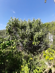 Buddleja stachyoides