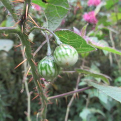 Solanum acerifolium