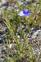Aristea oligocephala