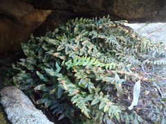 Pellaea calidirupium