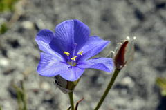 Aristea oligocephala