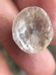 Heteranomia squamula