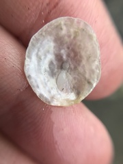 Heteranomia squamula