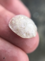 Heteranomia squamula