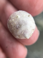 Heteranomia squamula