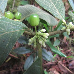 Lycianthes radiata