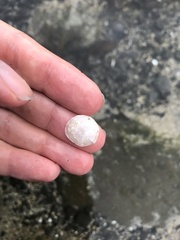 Heteranomia squamula