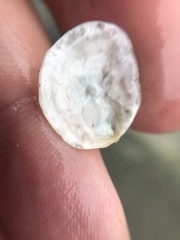 Heteranomia squamula