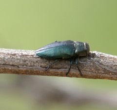 Chrysobothris analis