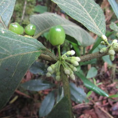 Lycianthes radiata