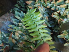 Pellaea calidirupium