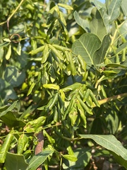 Secamone delagoensis