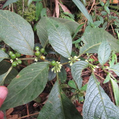 Lycianthes radiata