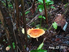 Amanita hemibapha