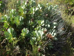 Protea grandiceps