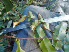 Pellaea calidirupium
