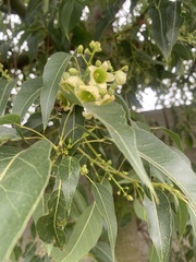Brachychiton populneus