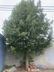 Brachychiton populneus