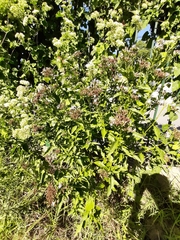 Chromolaena laevigata