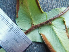 Pellaea calidirupium