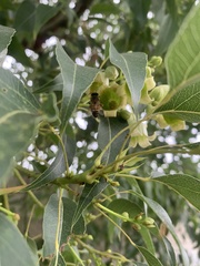 Brachychiton populneus