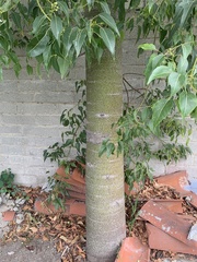 Brachychiton populneus