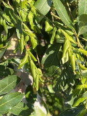 Secamone delagoensis
