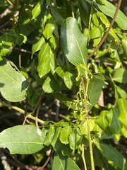 Secamone delagoensis