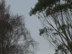 Falco cenchroides cenchroides