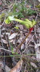 Anigozanthos bicolor