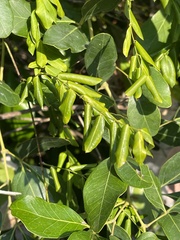 Secamone delagoensis