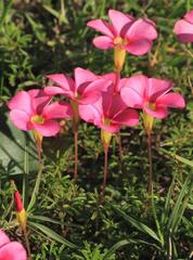 Oxalis glabra