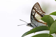 Polyura eudamippus