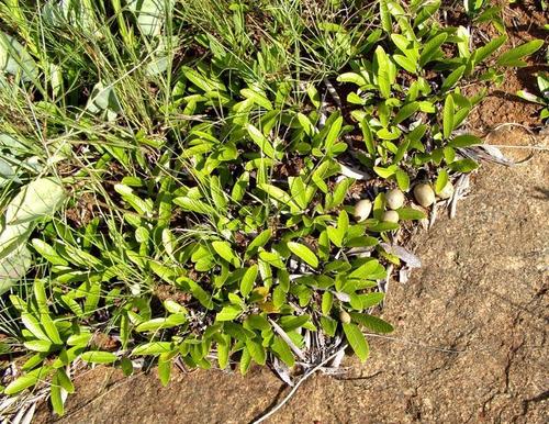Parinari capensis subsp. capensis image