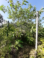 Solanum granulosoleprosum