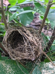 Vireo griseus