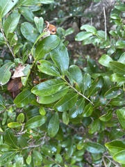 Erythroxylum emarginatum