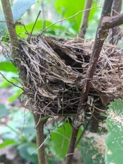 Vireo griseus