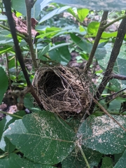 Vireo griseus