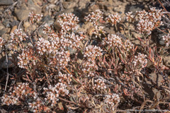 Eriogonum microtheca alpinum