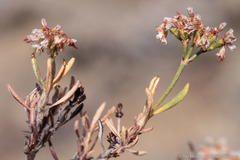 Eriogonum microtheca alpinum