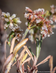 Eriogonum microtheca alpinum