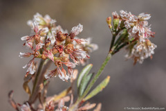 Eriogonum microtheca alpinum